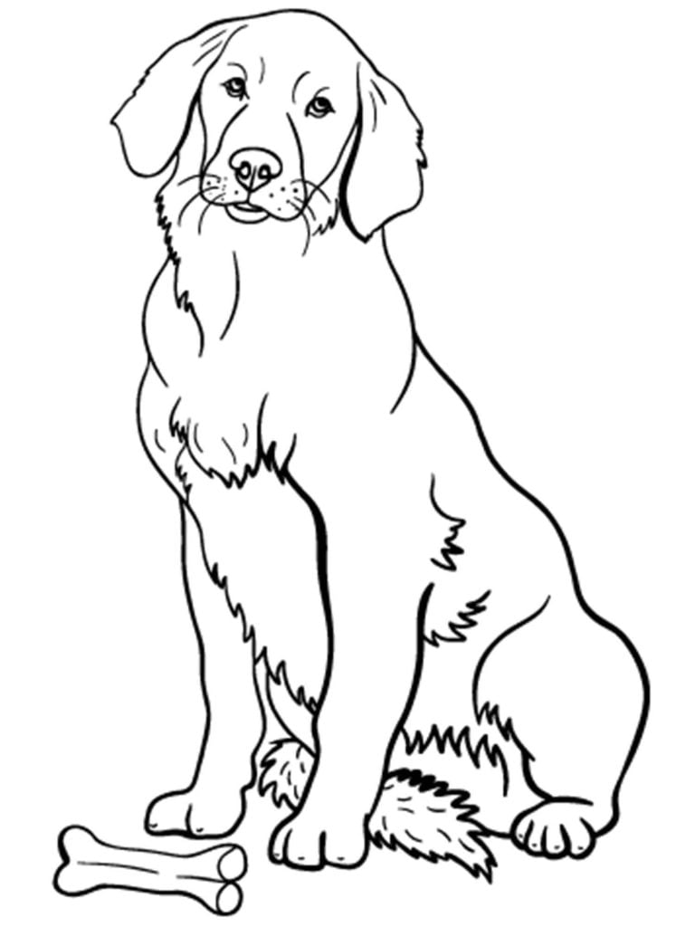 kleurplaat golden retriever